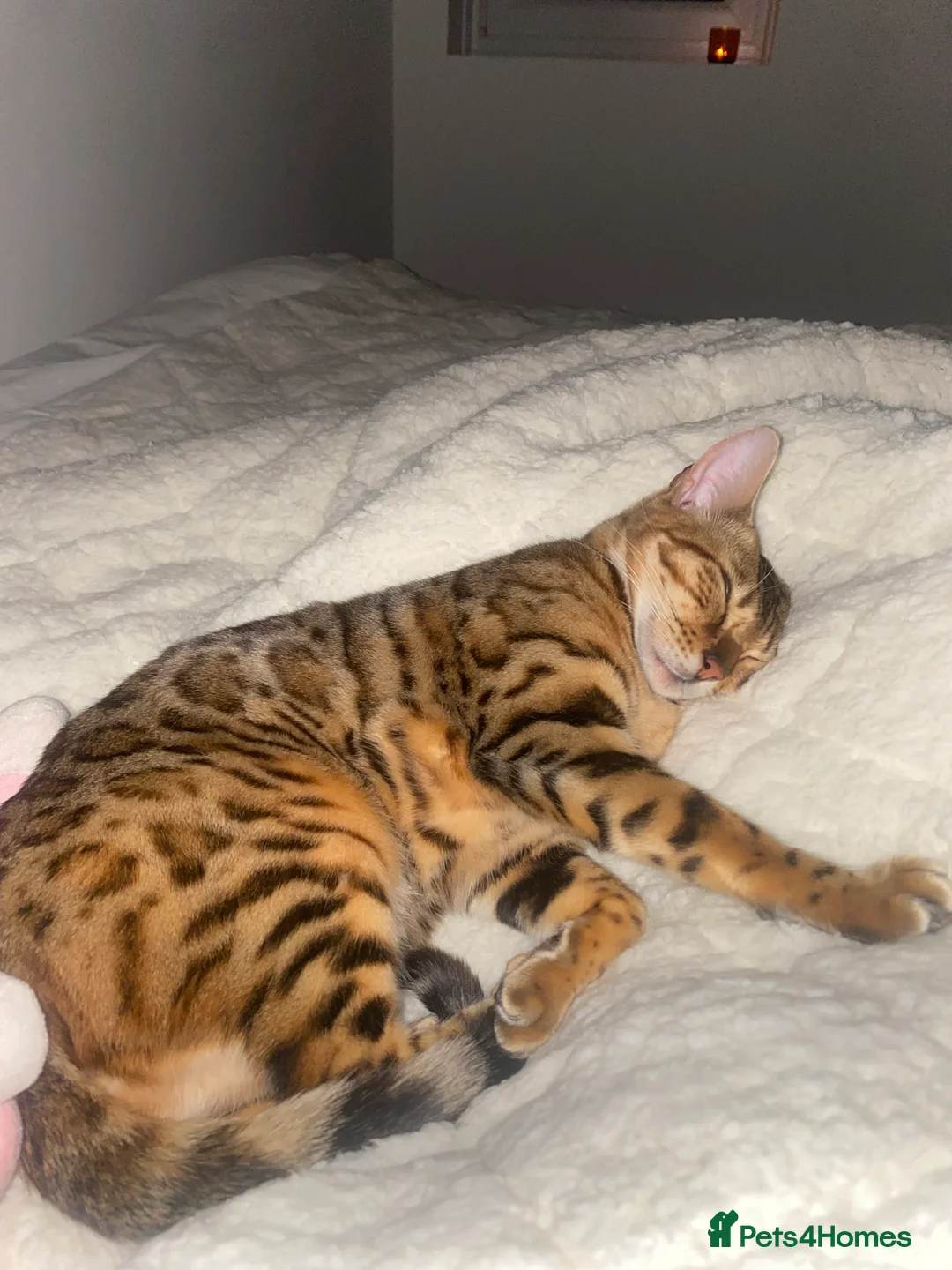 Bengal cats for sale: Sweet Bengal girl  - Advert 3