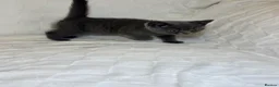 British Shorthair cats for sale: Beautiful British Blue Shorthair Kittens  - Advert 4