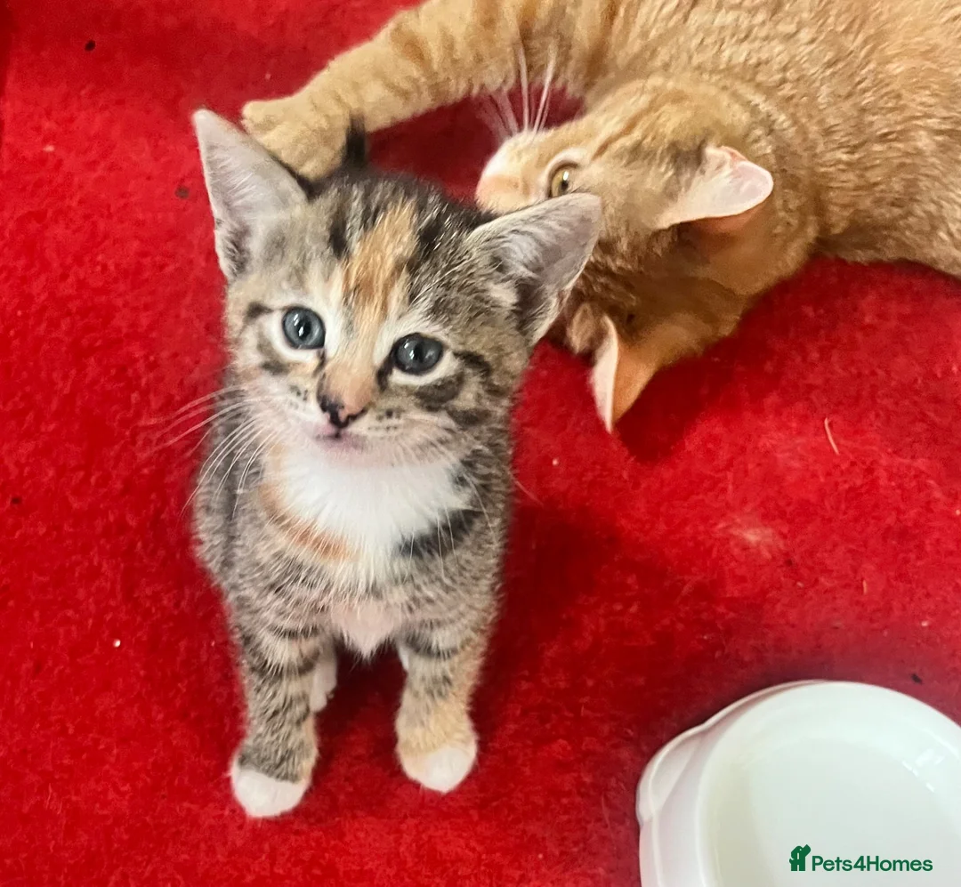 Mixed Breed cats for sale: 2 tabby kittens  - Advert 2