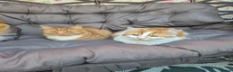 British Longhair cats for sale: Stunning Female Ginger Kittens - Advert 7
