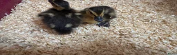 Ducks poultry for sale: Pure breed ducklings in Barnsley - Advert 9