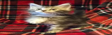 Maine Coon 4