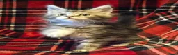 Maine Coon cats for sale: Beautiful Mainecoons  - Advert 5