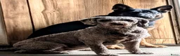 Spanish Water Dog dogs for sale: Spanish water dog  - Advert 32