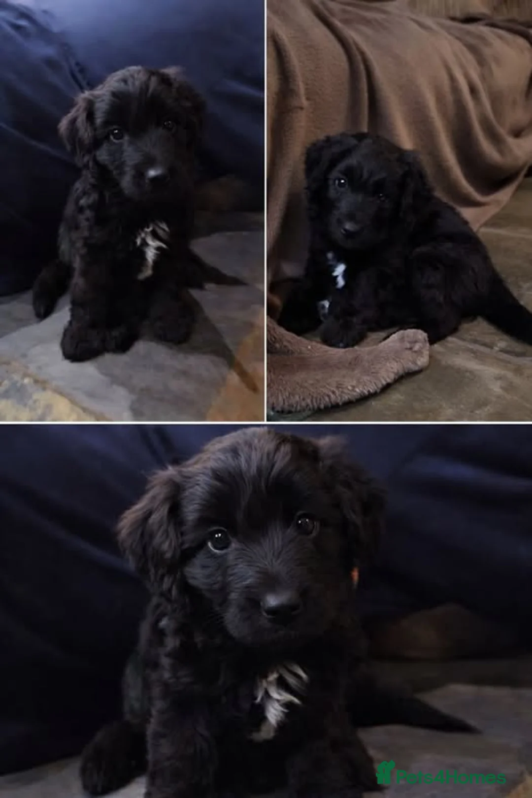 Bordoodle dogs for sale: The most wonderful Bordoodle puppies in the land! - Advert 8