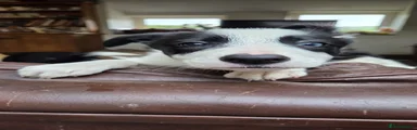 Border Collie Puppy 3