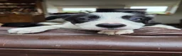 Border Collie dogs for sale: Quality Border Collie puppies  in Denbigh - Advert 9