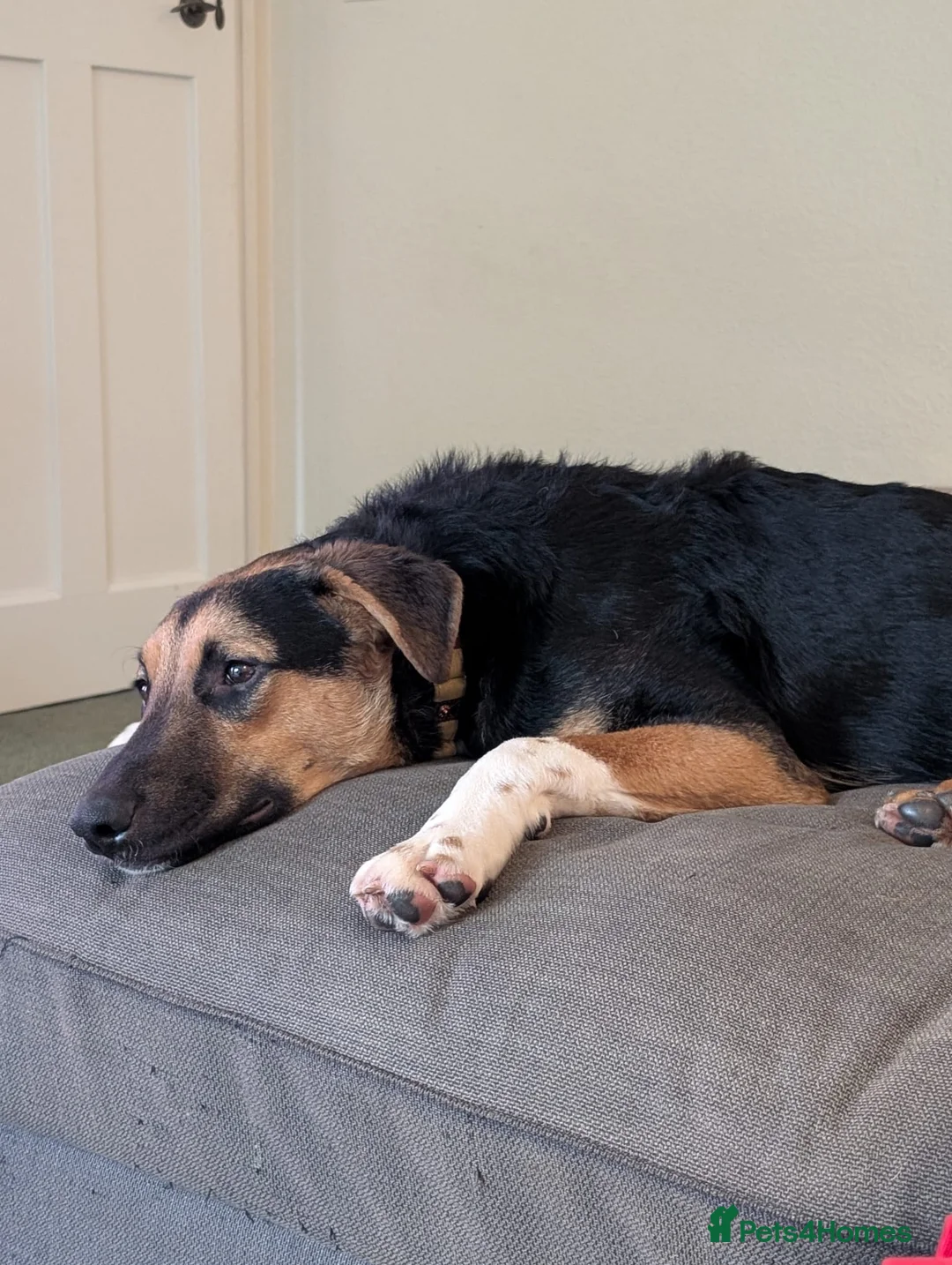 Mixed Breed dogs for adoption: 💙BRUNO💙Loyal Loving Overlooked 11 months old - Advert 6