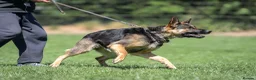 German Shepherd dogs for sale: KC registered GSD dog from old bloodlines  - Advert 3