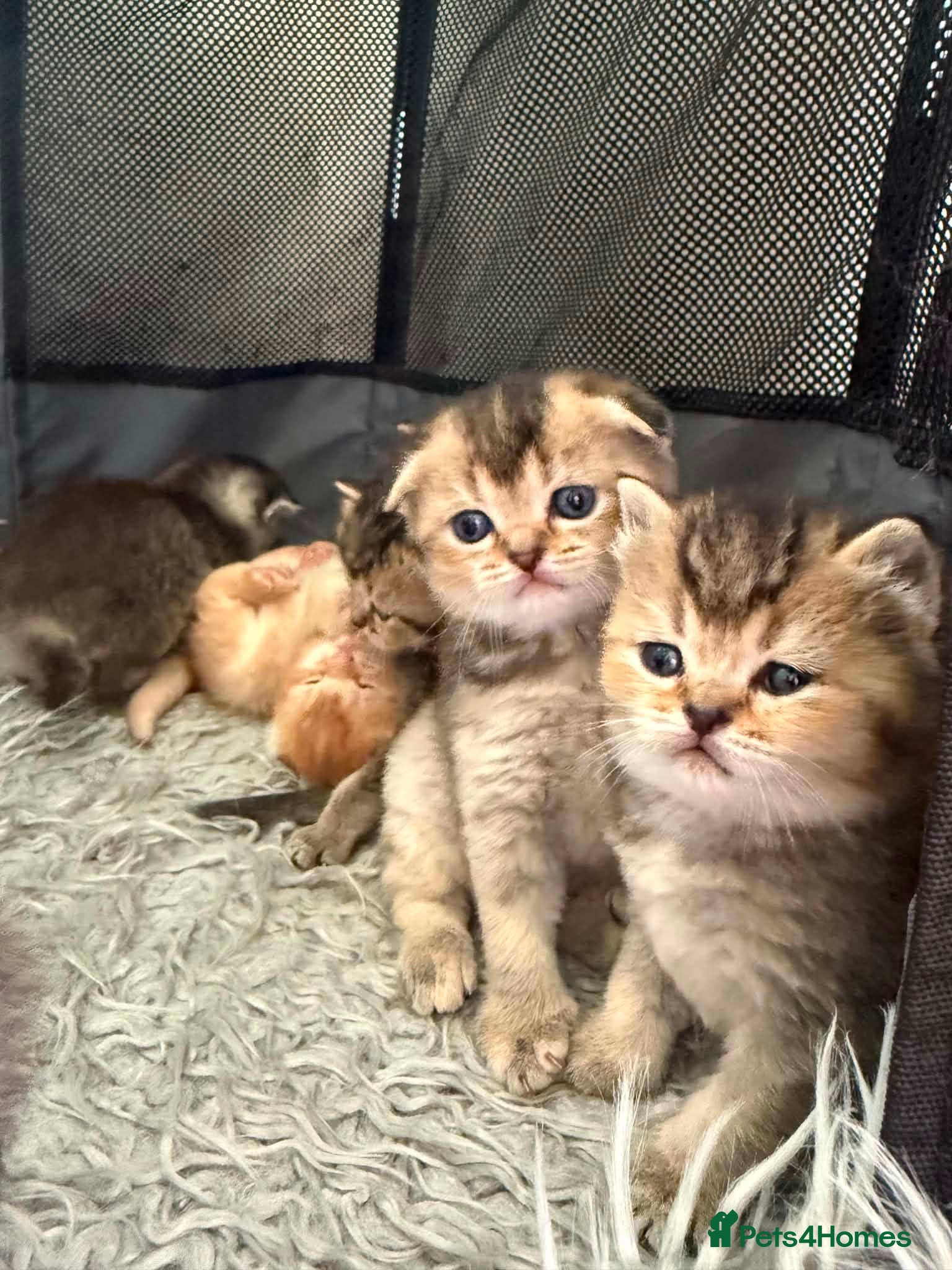 Scottish Fold cats Gorgeous Scottish Fold kittens for sale - Advert 1