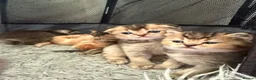Scottish Fold cats for sale: Gorgeous Scottish Fold kittens for sale - Advert 21