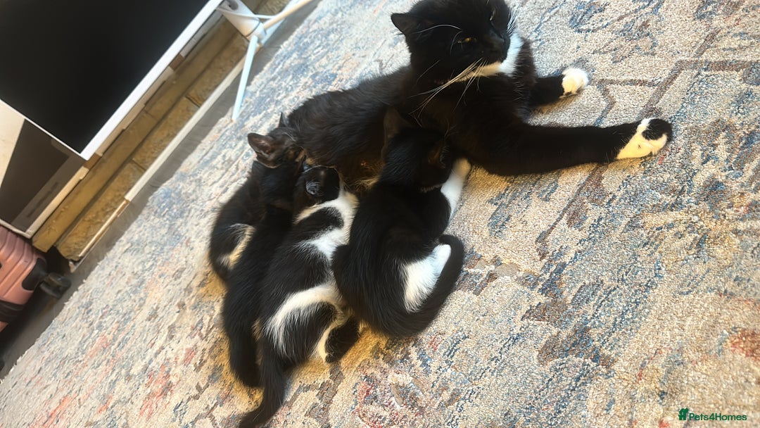 Mixed Breed cats for sale: Kittens  - Advert 4