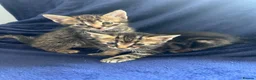 Bengal cats for sale: Belgian kittens  - Advert 1