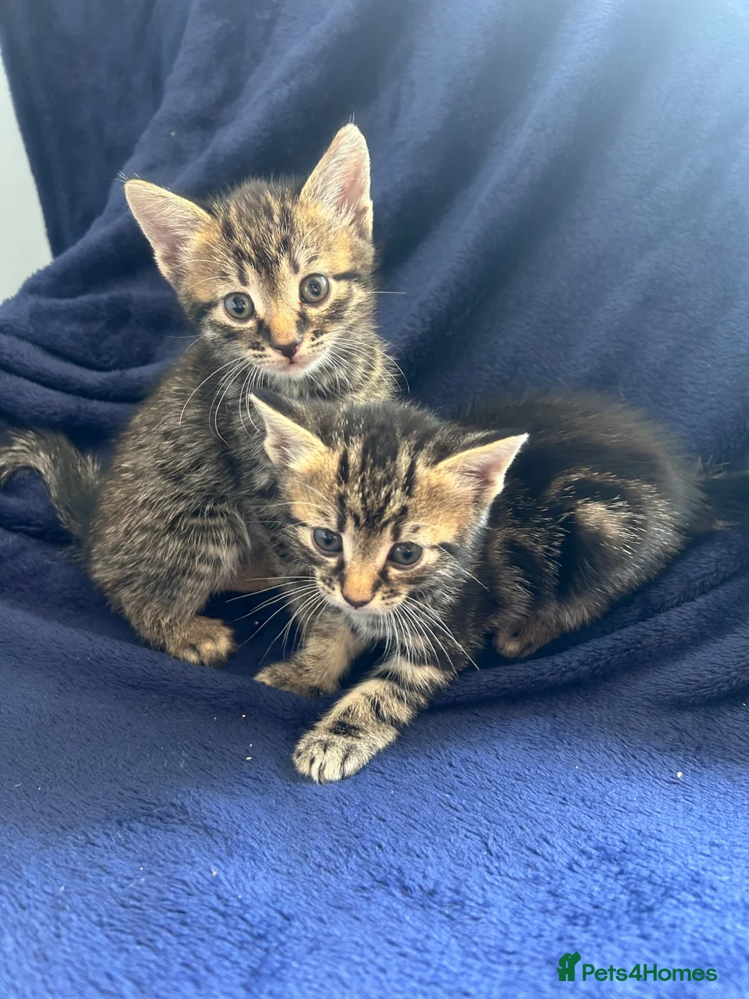 Bengal cats for sale: Belgian kittens  - Advert 1