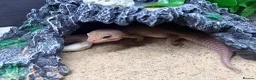 Gecko reptiles for sale: Potato the gecko and vivarium - Advert 2