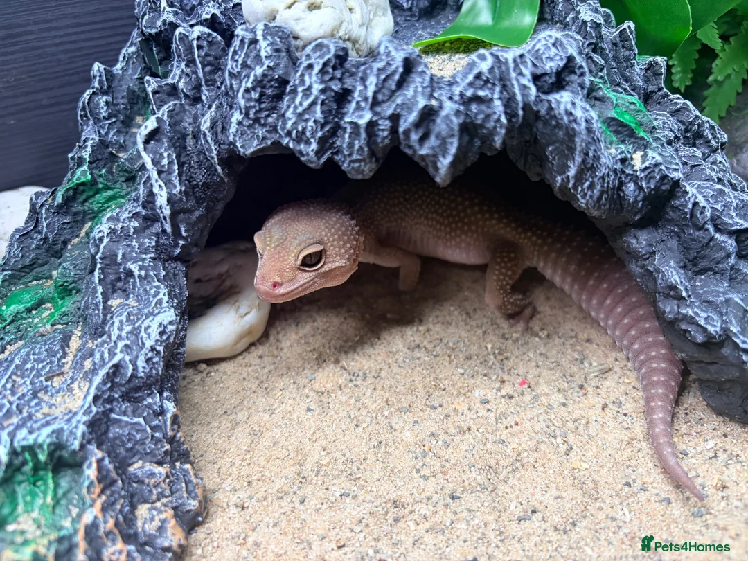 Gecko reptiles for sale: Potato the gecko and vivarium - Advert 2