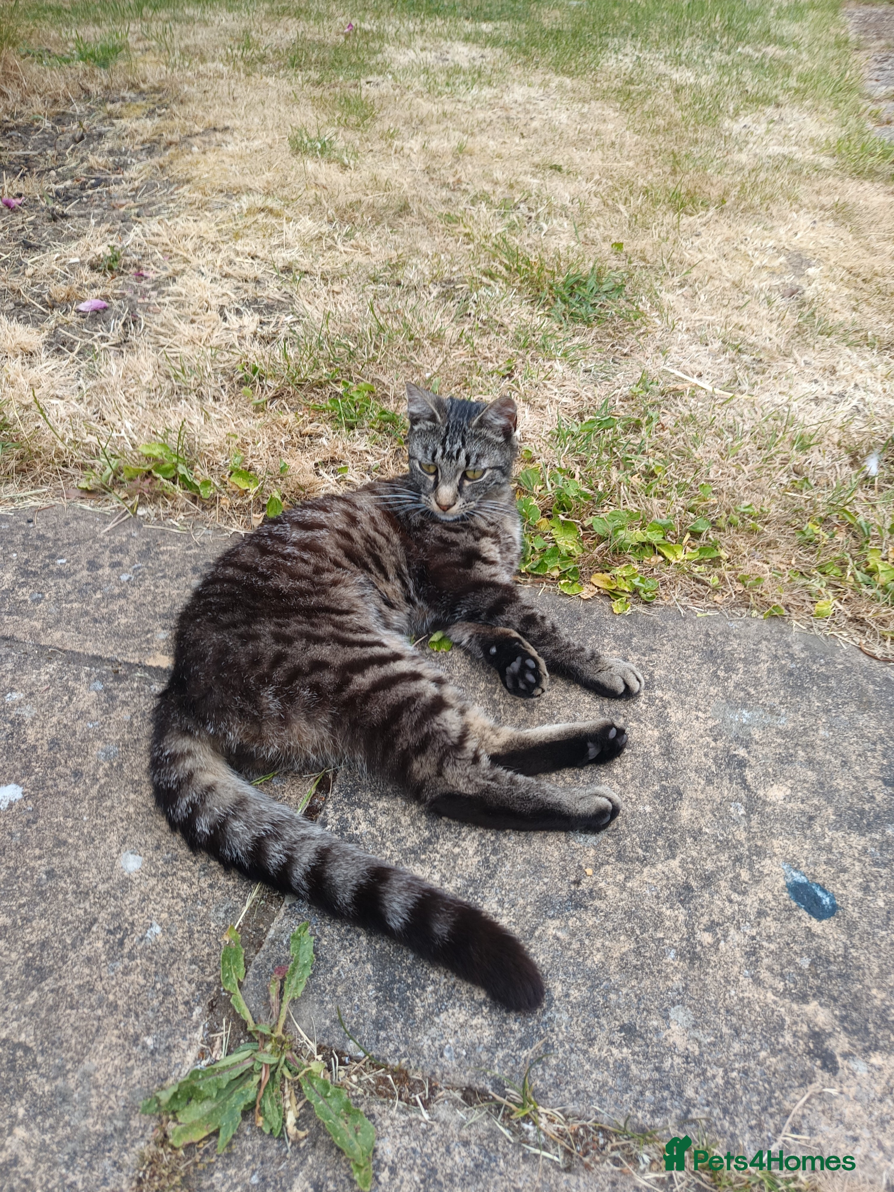 Mixed Breed cats for sale: Male young grey cat in Greenford - Advert 3