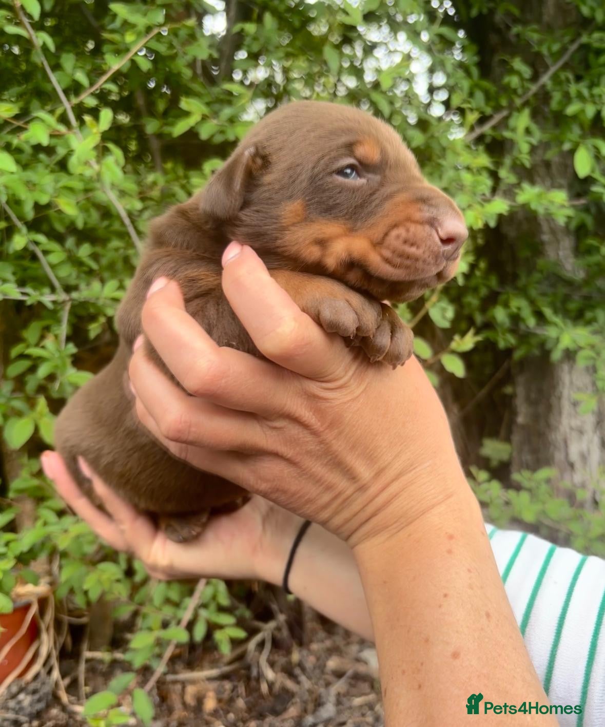 Dobermann dogs Outstanding KC Health tested Doberman puppies  - Advert 6