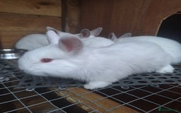 New Zealand rabbits for sale: New Zealand white cross with Californian Rabbits - Image 11