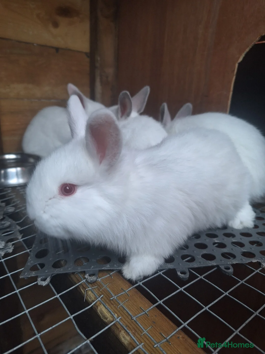 New Zealand rabbits for sale: New Zealand white cross with Californian Rabbits - Advert 11