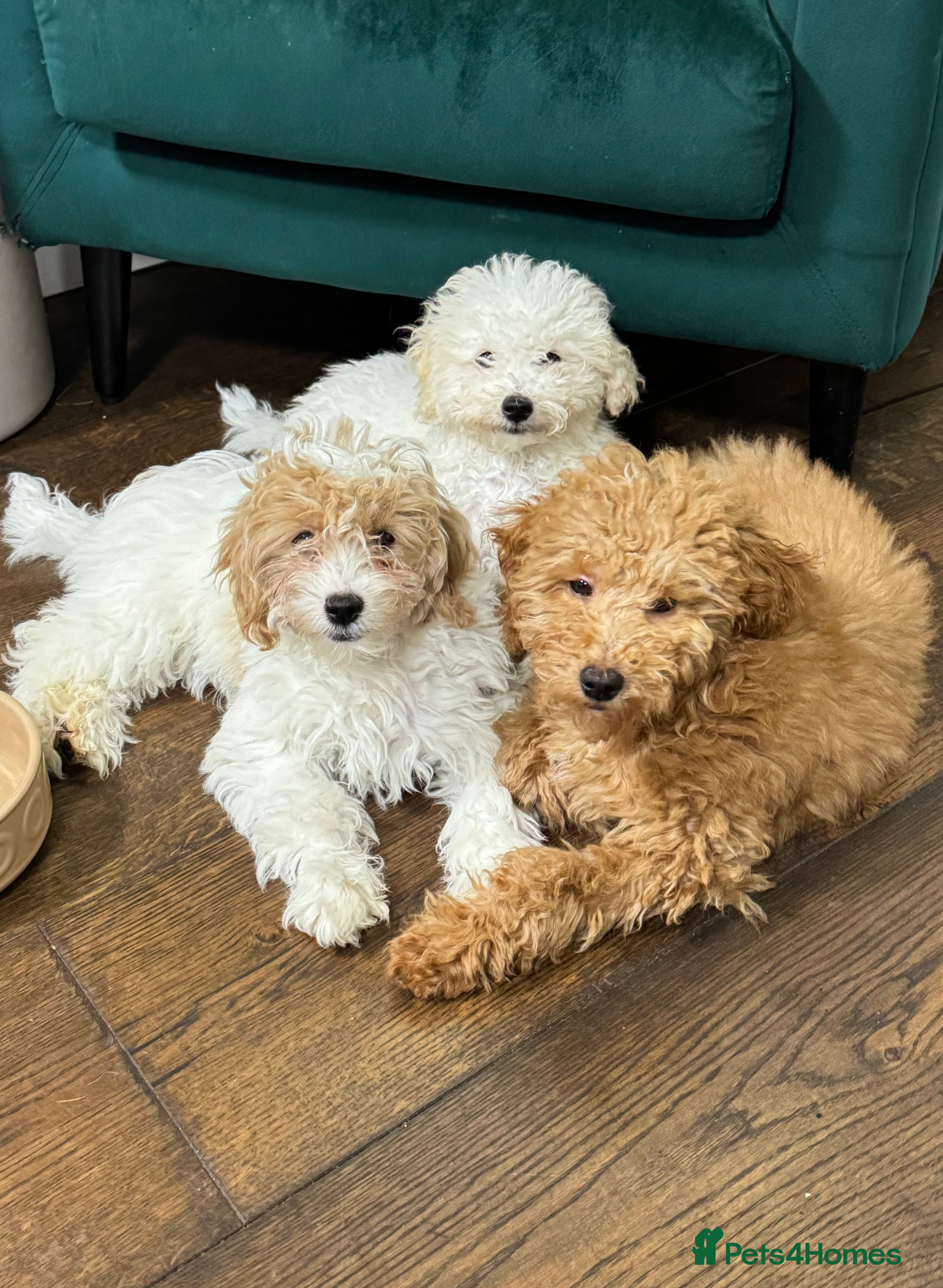 Maltipoo dogs 3 GORGEOUS MALTIPOO PUPPIES - Advert 2