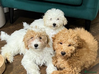 Maltipoo dogs 3 GORGEOUS MALTIPOO PUPPIES - Advert 2
