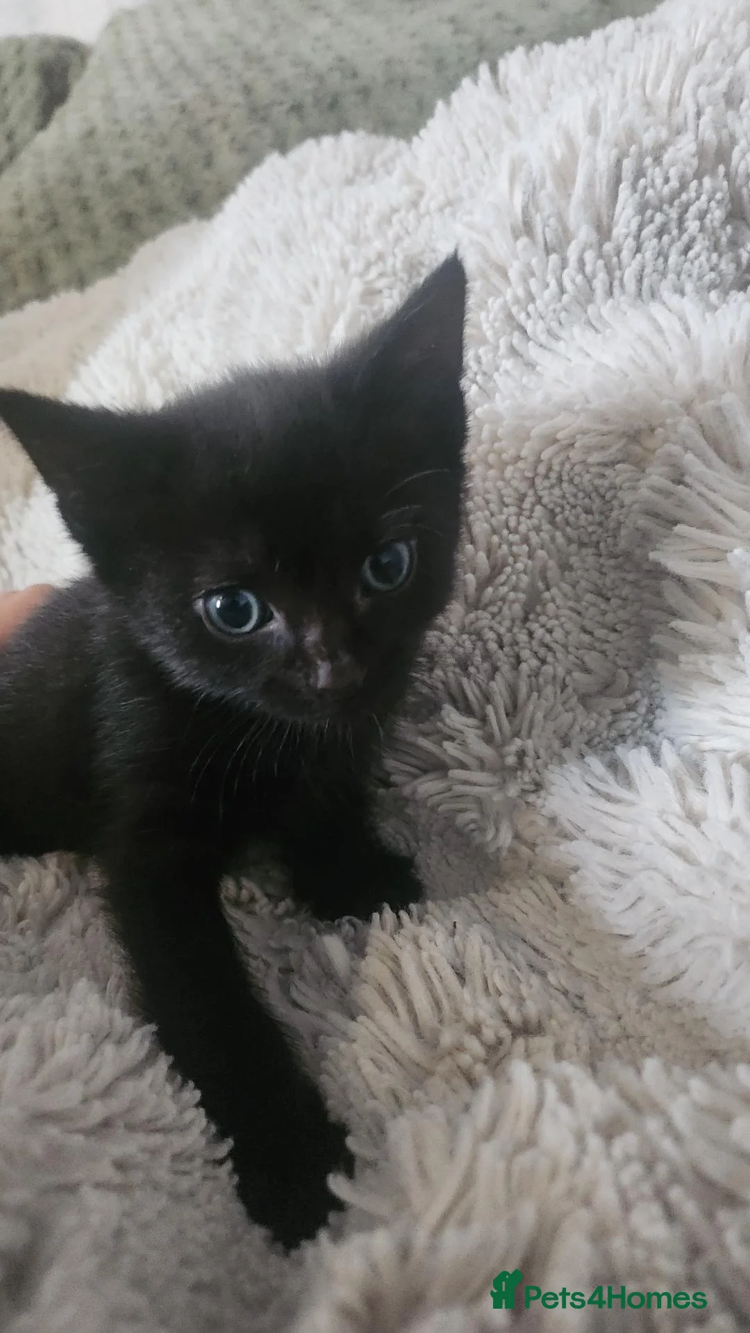 Mixed Breed cats for sale: Beautiful male kittens - Advert 2