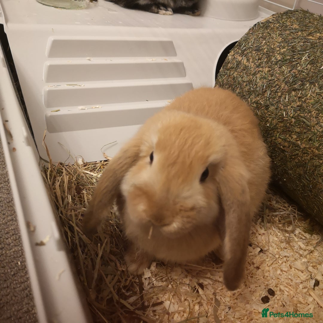 Mini Lop rabbits for sale: 2 mini lop males - Advert 4