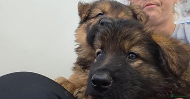 German Shepherd dogs - Advert 1