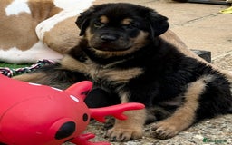 Rottweiler dogs for sale: Rottweiler Puppy - Image 3