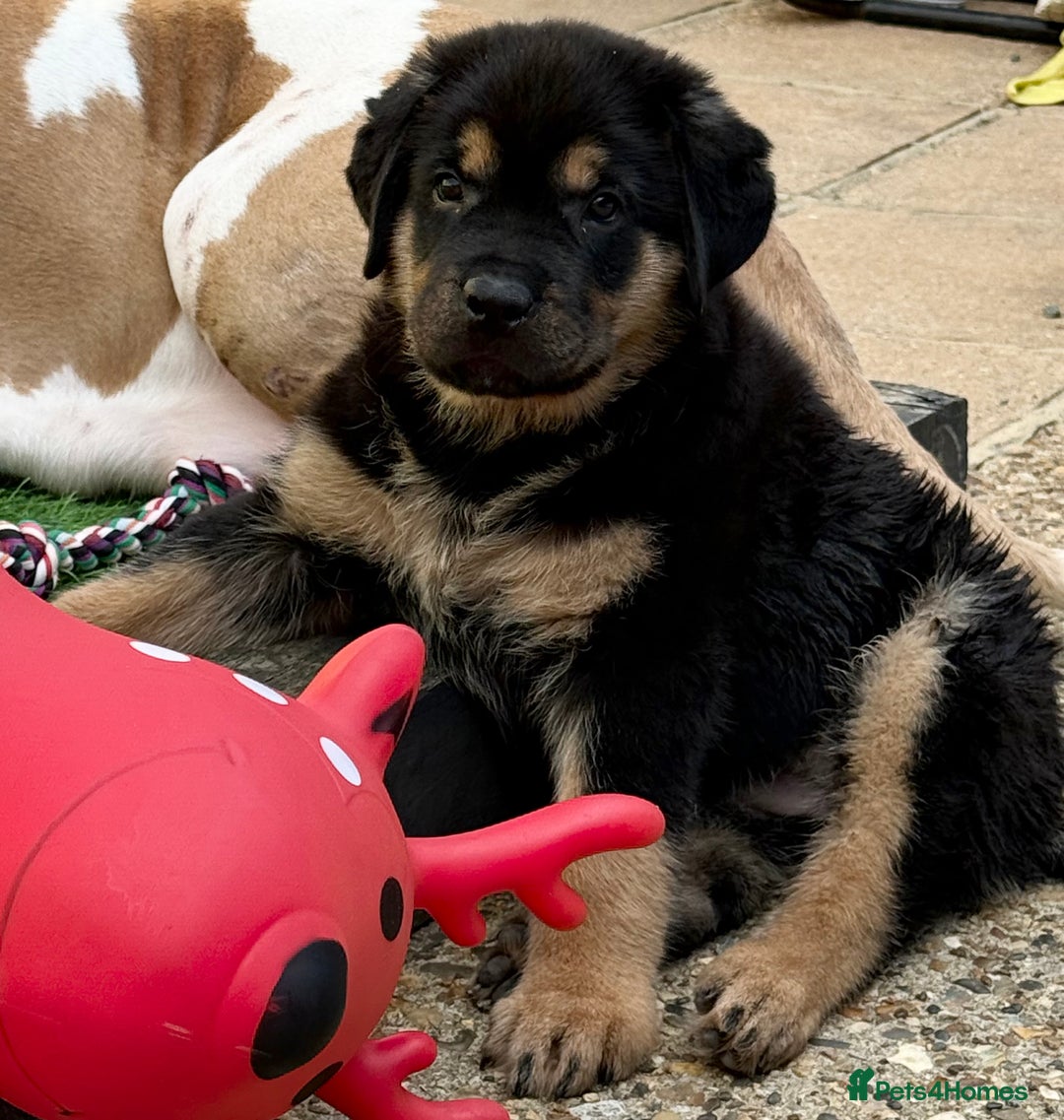 Rottweiler dogs for sale: Rottweiler Puppy - Image 3