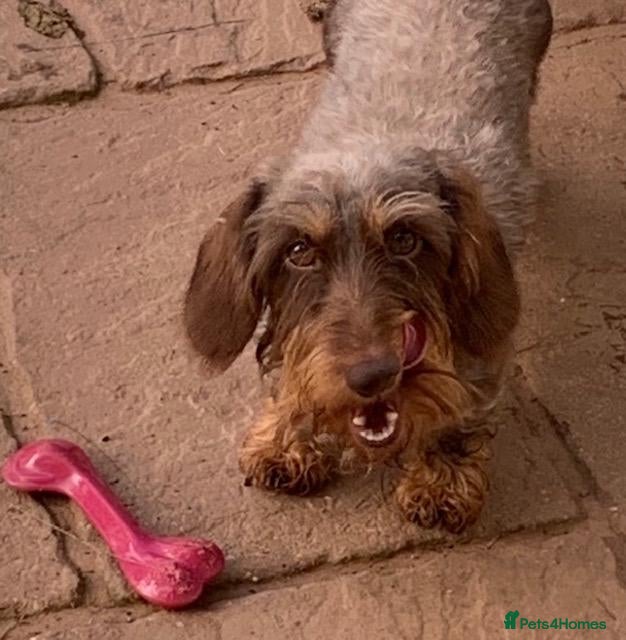 Miniature Dachshund dogs miniature wire haired dachshund for stud - Advert 1