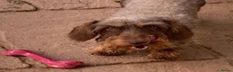 Miniature Dachshund dogs for stud: miniature wire haired dachshund for stud - Advert 1