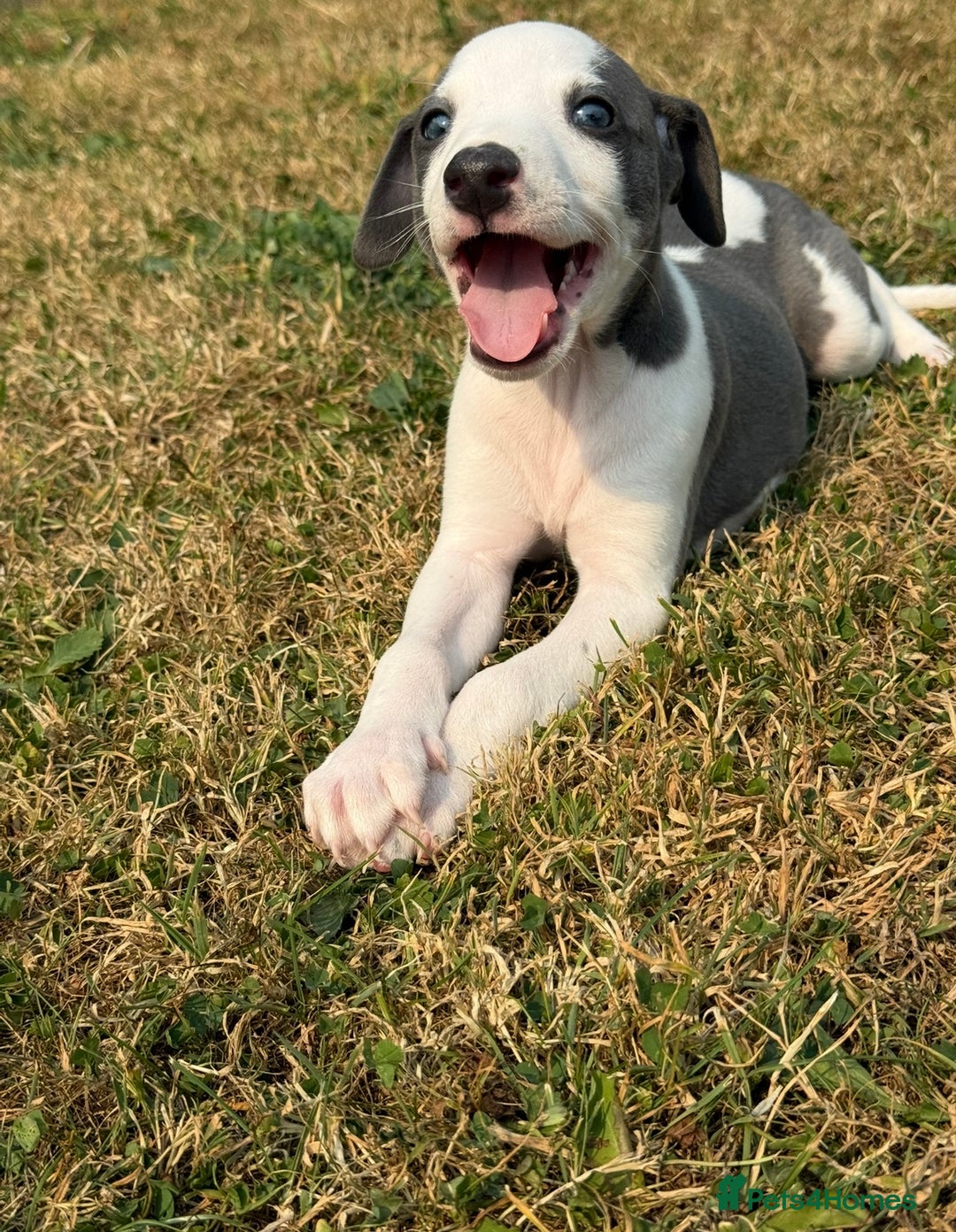 Whippet dogs for sale: Whippet puppies  - Image 7