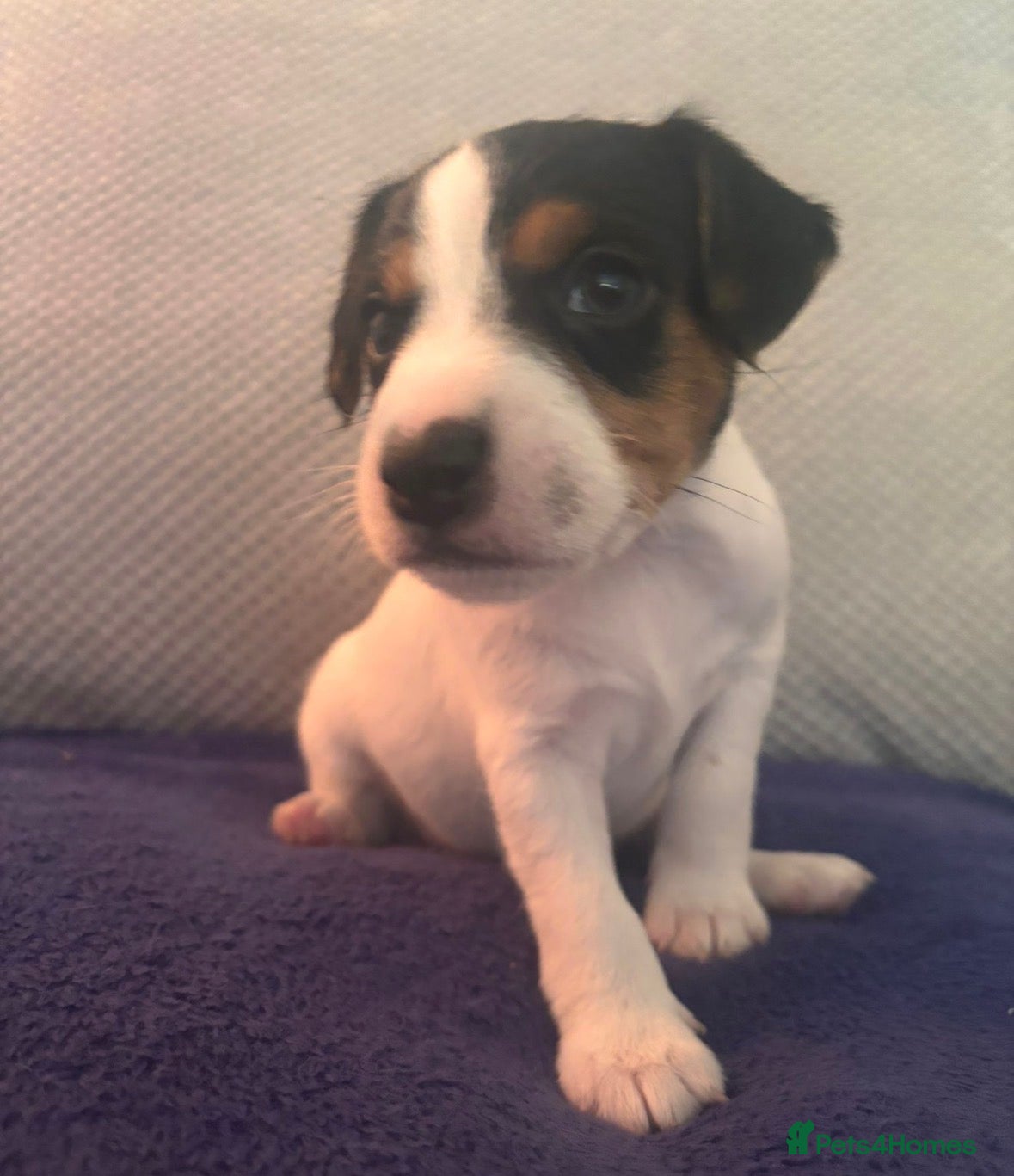 Mixed Breed dogs Docked Patterdale x parson Russel terriers  - Advert 19