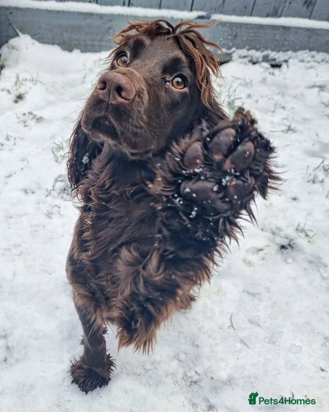 Cocker Spaniel dogs for sale: Kc registered female chocolate cocker spaniel - Advert 1