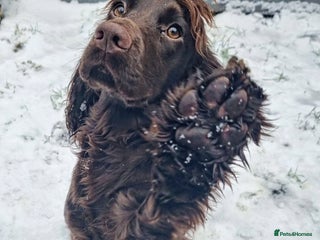 Cocker Spaniel dogs Kc registered female chocolate cocker spaniel - Advert 1