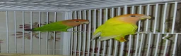 Lovebirds birds for sale: Lovebird Pairs for From £ 50 pair, Milton Keynes in Milton Keynes - Advert 3
