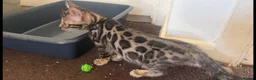Bengal cats for sale: BENGAL 🔥 KITTENS TICA REGISTERED  - Advert 2