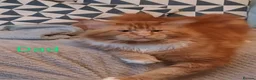 Maine Coon cats for sale: Blue tux gccf Maine Coon for sale  - Advert 6