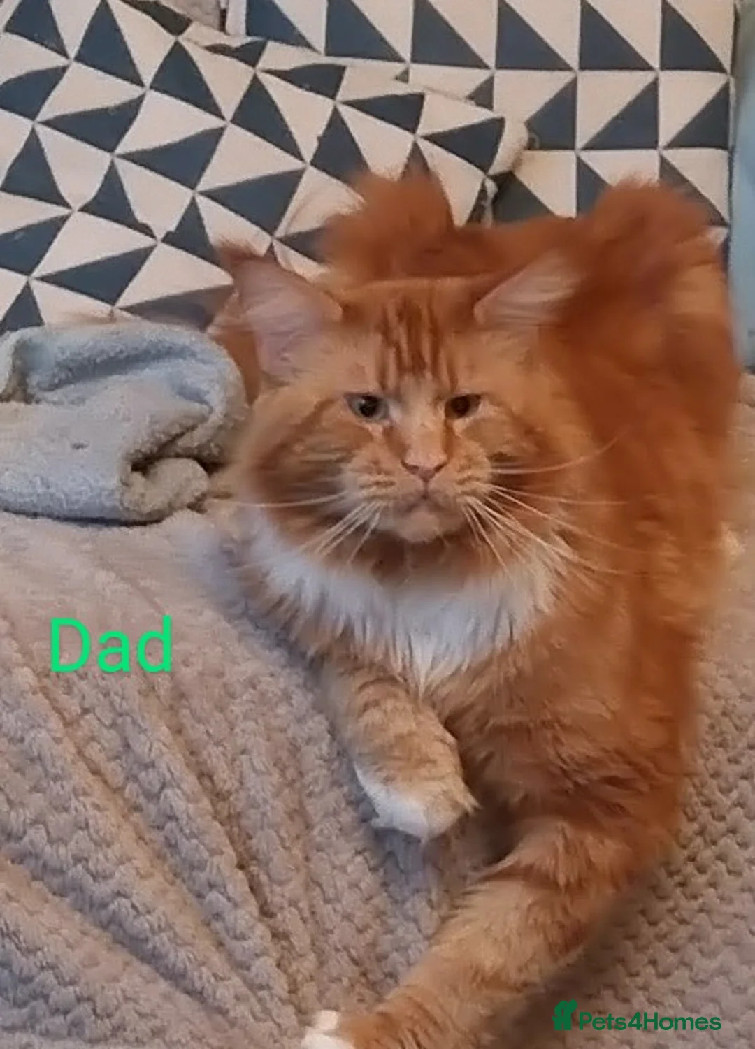 Maine Coon cats for sale: Blue tux gccf Maine Coon for sale  - Advert 6