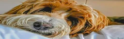 Australian Labradoodle dogs for stud: Tuxedo Max Available for Stud - Advert 9
