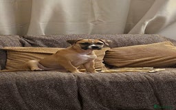 Mixed Breed dogs for sale: Lovely lily bullboxer  - Image 6