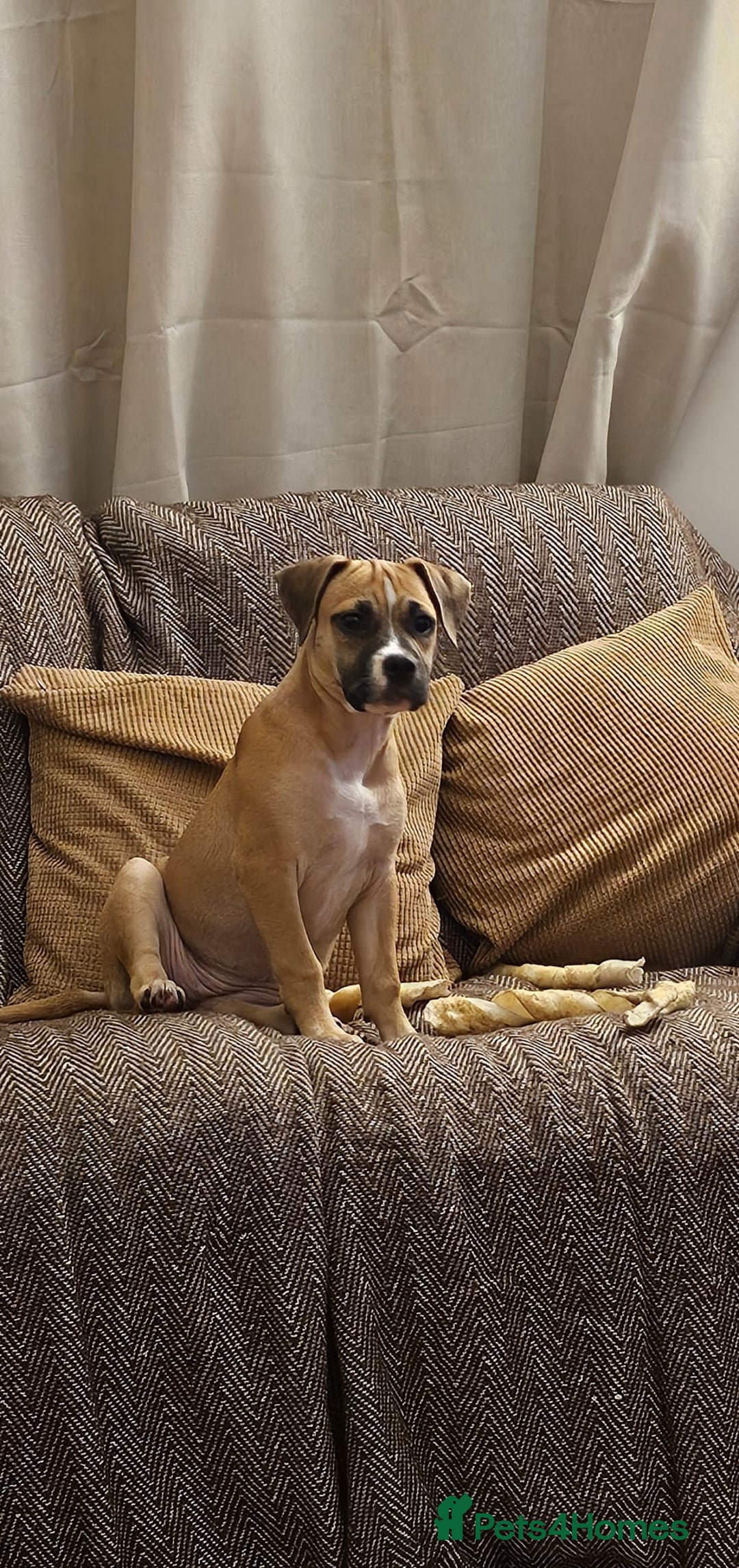 Mixed Breed dogs for sale: Lovely lily bullboxer  - Image 6