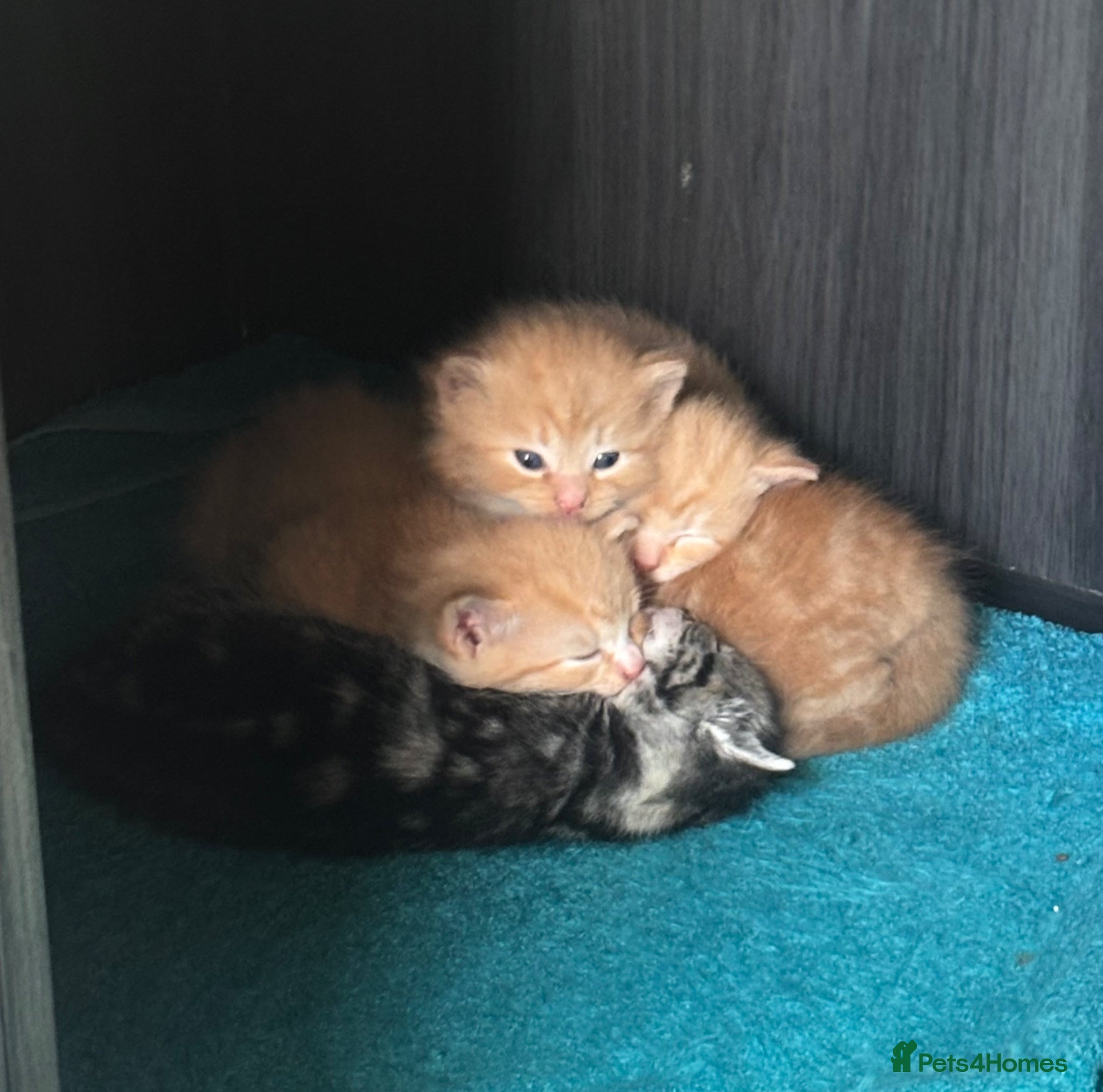 Mixed Breed cats 4 kittens for sale  - Advert 3