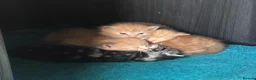 Mixed Breed cats for sale: 4 kittens for sale  - Advert 1