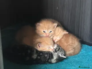 Mixed Breed cats 4 kittens for sale - Advert 3