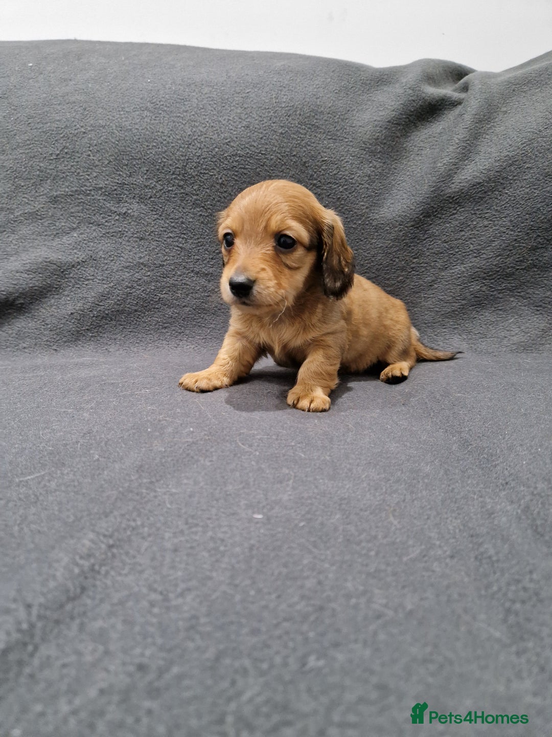 Miniature Dachshund dogs for sale: Quality KC Registered Mini Long-Haired Dachshunds  - Advert 25