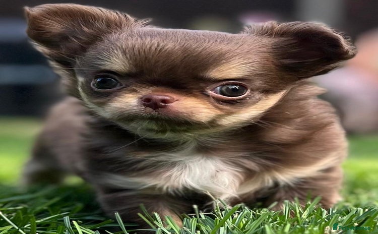 Chihuahua dogs - Advert 11