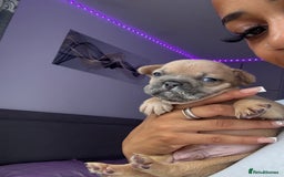 French Bulldog dogs for sale: Frenchie puppy’s available  - Image 1